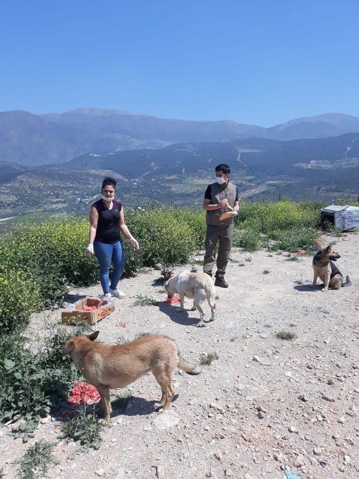 Hatay’da sokak hayvanları unutulmadı G4