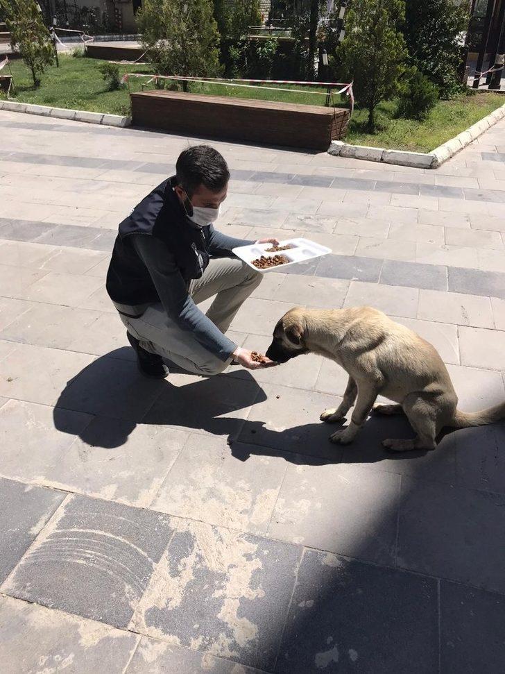 Nusaybin polisi sokak hayvanlarını unutmadı G1