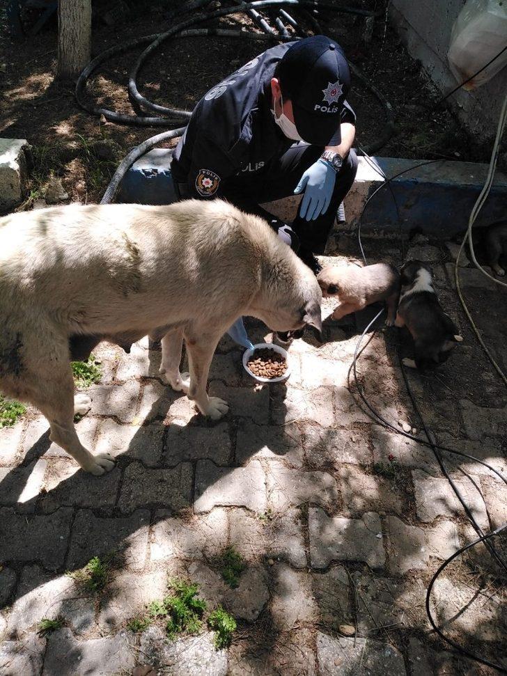 Nusaybin polisi sokak hayvanlarını unutmadı G3