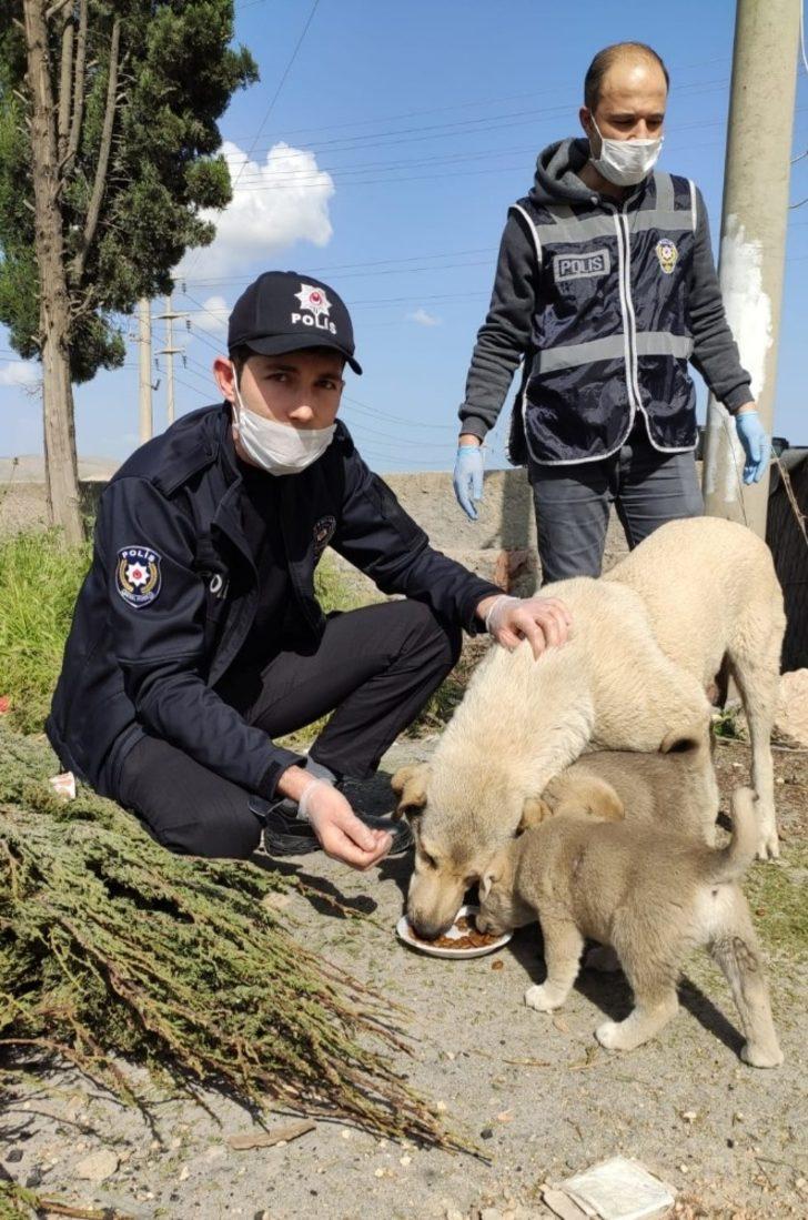 Nusaybin polisi sokak hayvanlarını unutmadı G4