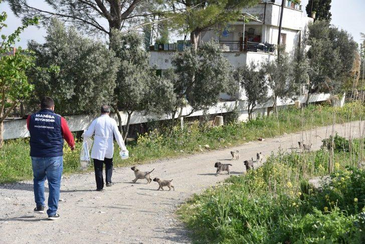 Manisa’da sokak hayvanları ihmal edilmiyor G1