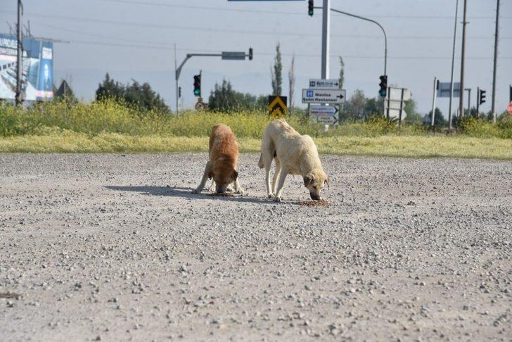 Manisa’da sokak hayvanları ihmal edilmiyor G2