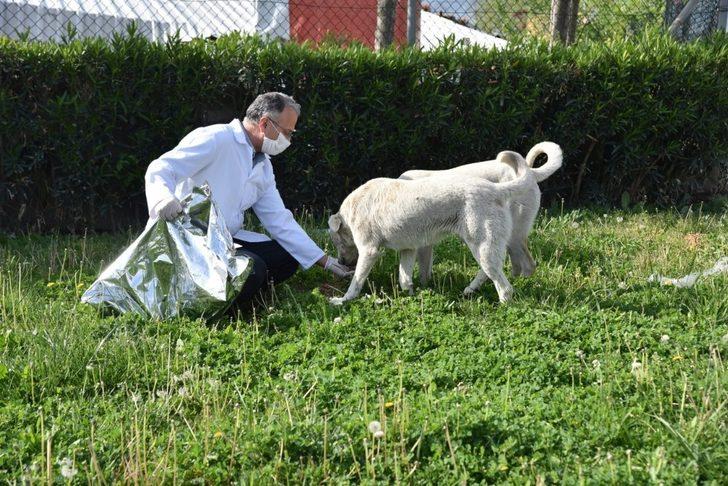 Manisa’da sokak hayvanları ihmal edilmiyor G3