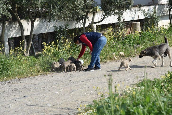 Manisa’da sokak hayvanları ihmal edilmiyor G4