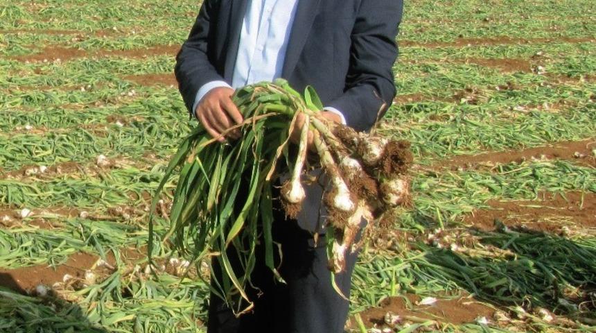 Yeşil sarımsak hasadına sayılı günler kala işçi sıkıntısı yaşanıyor