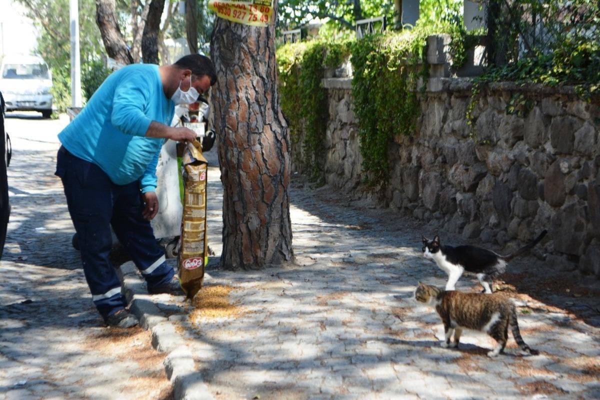 Ayvalık&rsquo;ta sokak hayvanlarına belediye ve hayvan sever şefkati