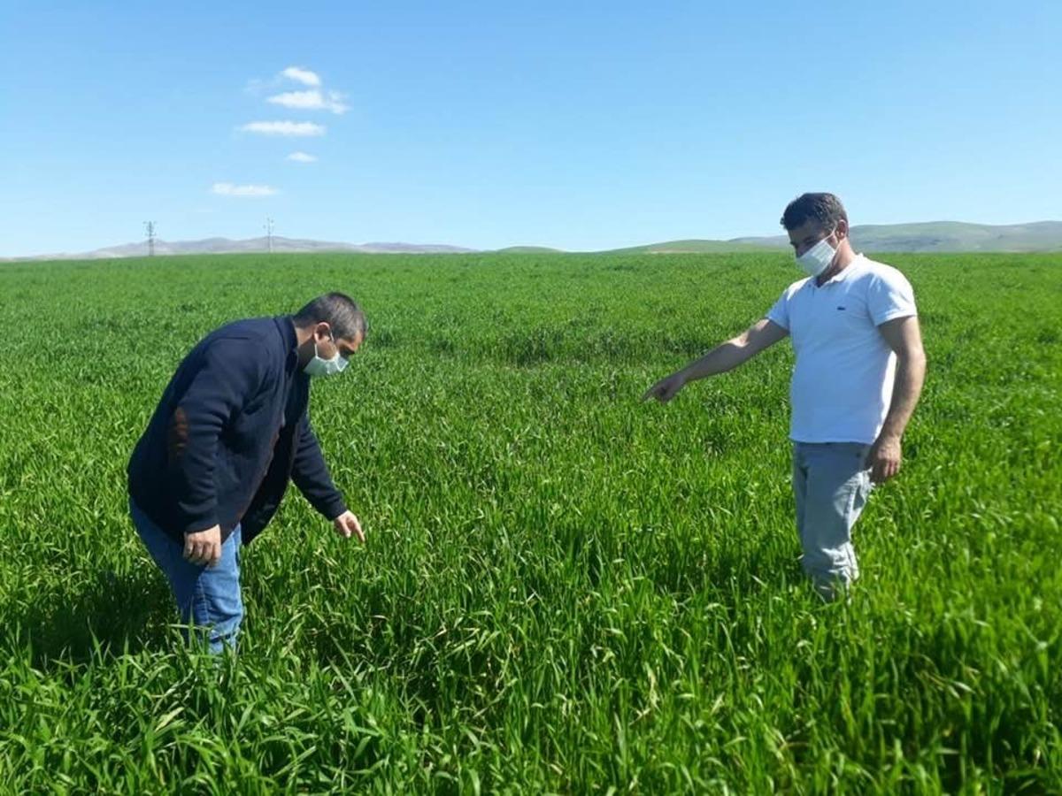 Tarım danışmanından &ccedil;ift&ccedil;ilere hastalık uyarısı