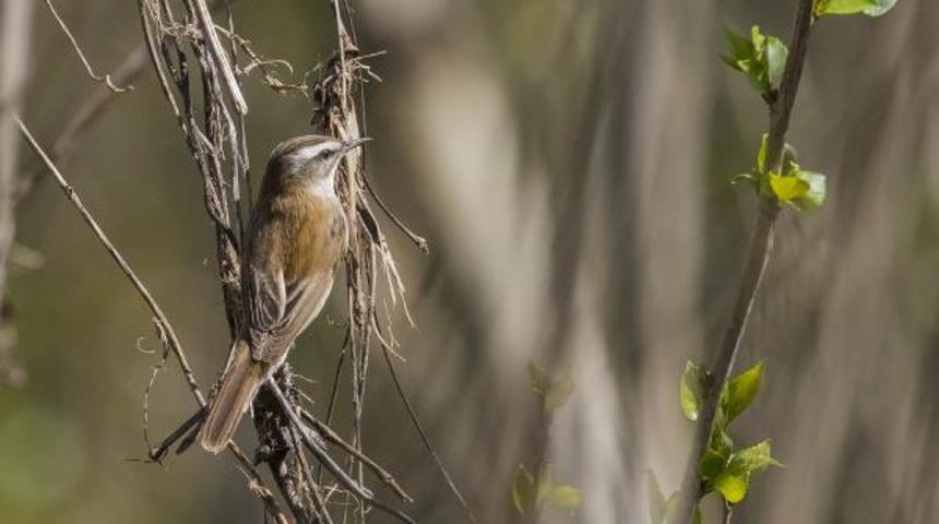 Diyarbakır'da ilk kez 'bıyıklı kamışçın' görüldü