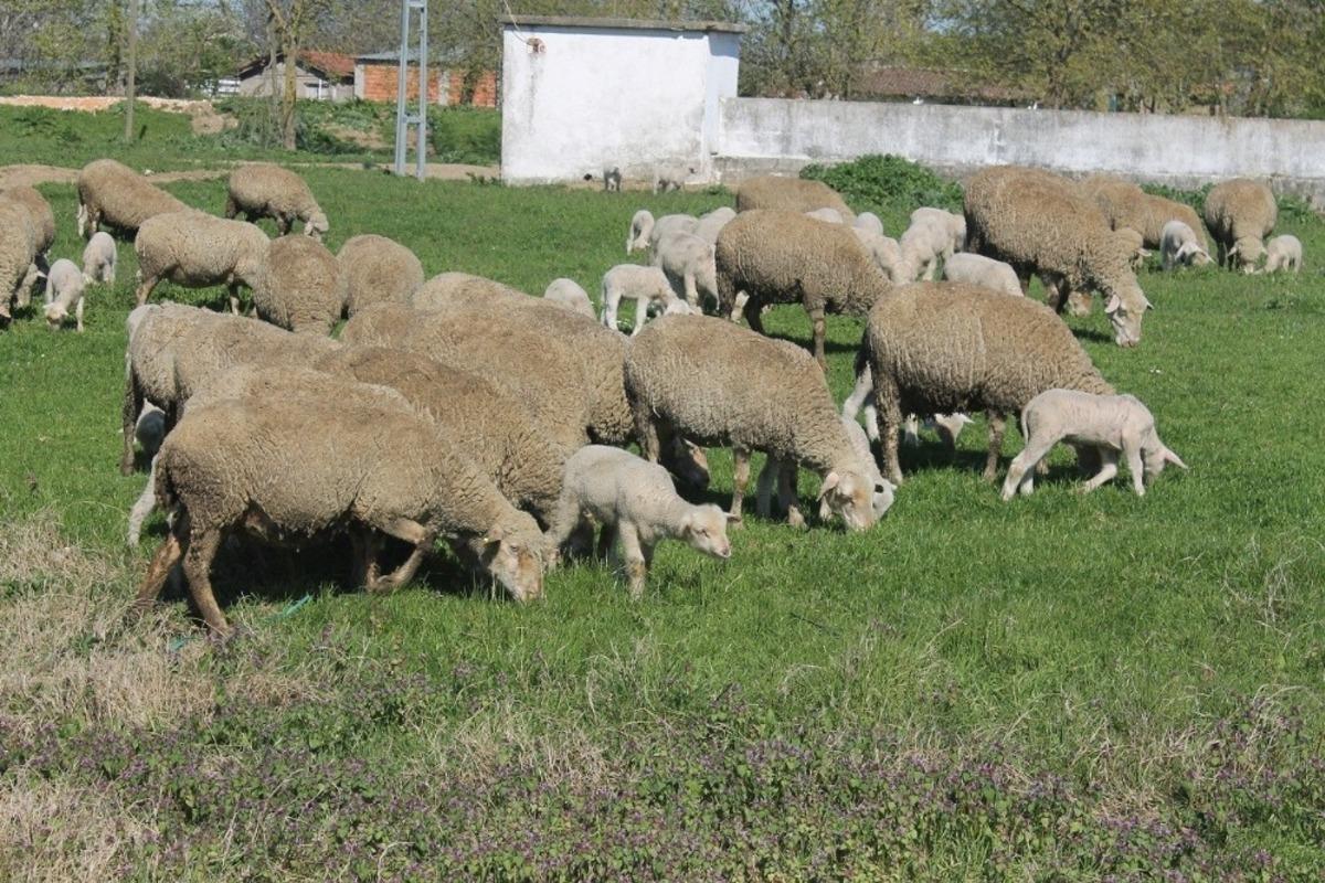 Manyas&rsquo;ta &ccedil;ift&ccedil;iler &uuml;retime devam ediyor