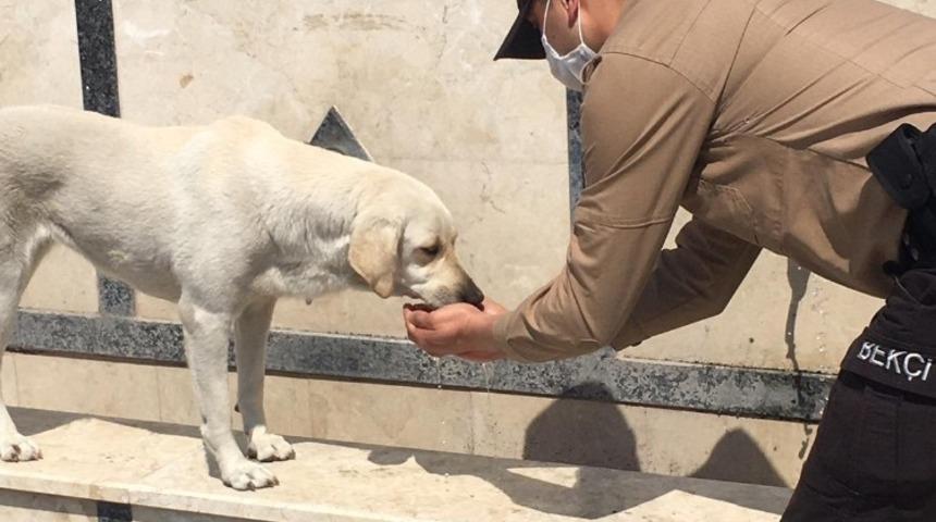 Fethiye&rsquo;de susuz kalan k&ouml;peğin yardımına bek&ccedil;iler koştu