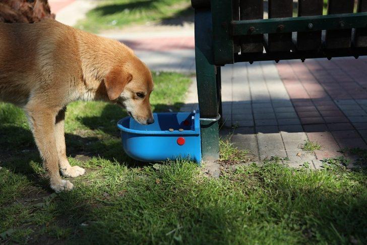 Başkan, sokak hayvanlarını kendi elleriyle besledi G3