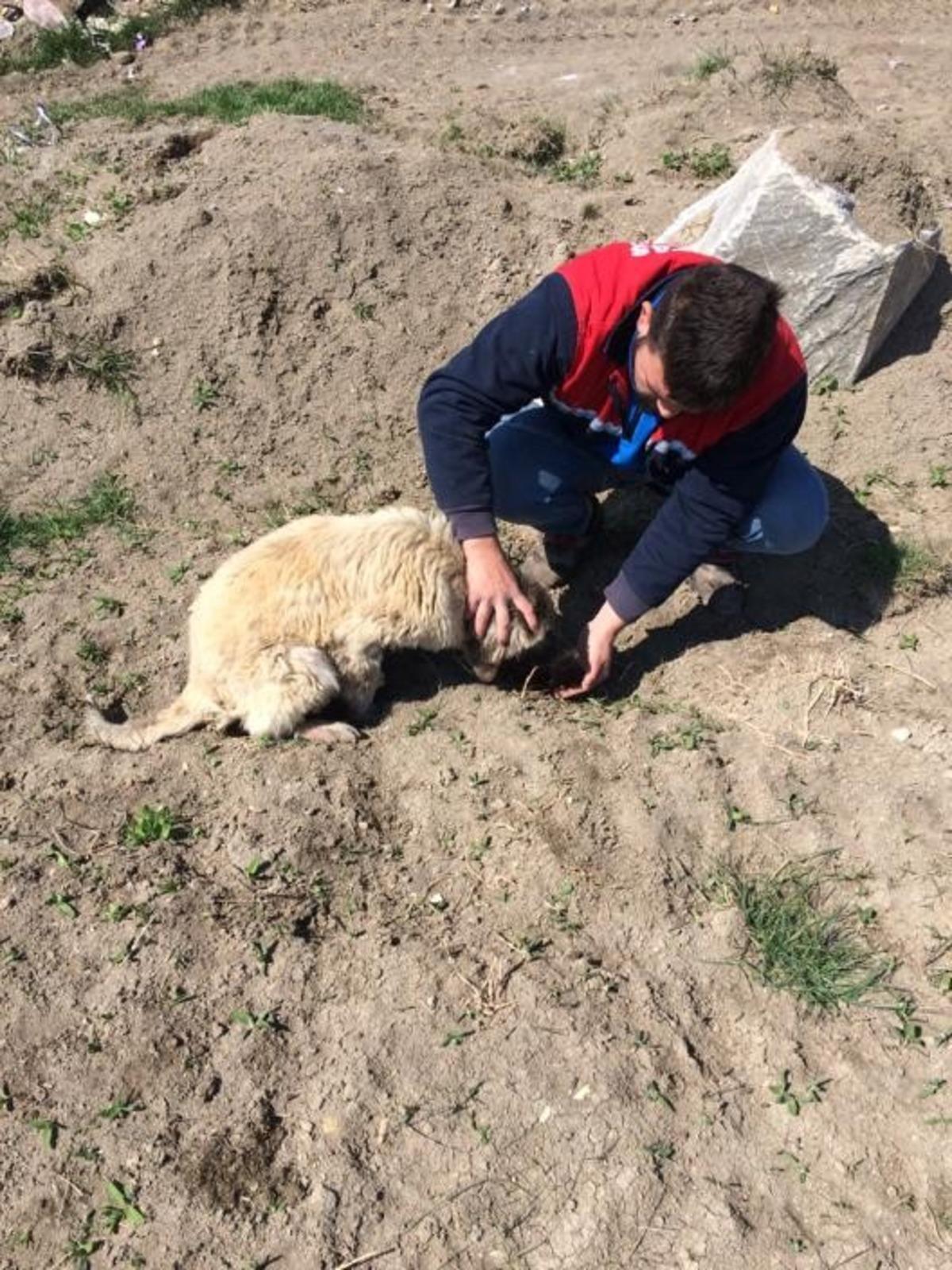 Altıntaş&rsquo;ta sokak hayvanları unutulmuyor