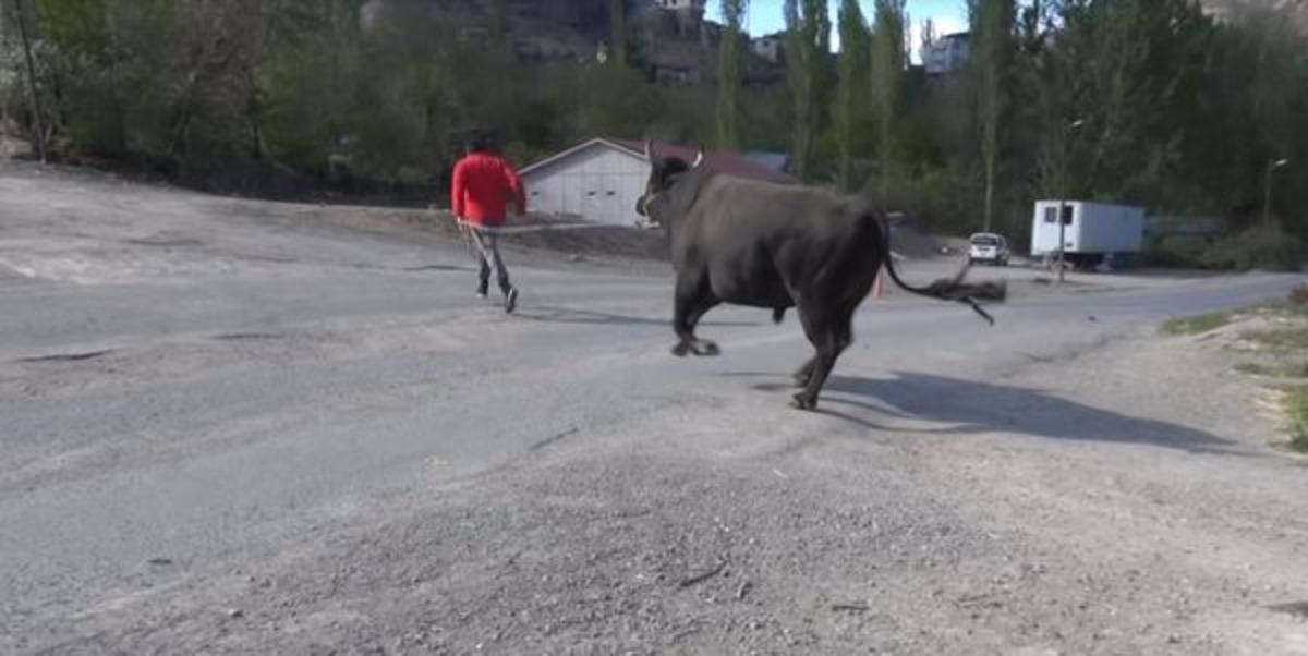 Boğasıyla kampa girdi! Salgının biteceği g&uuml;nler i&ccedil;in hazırlanıyor