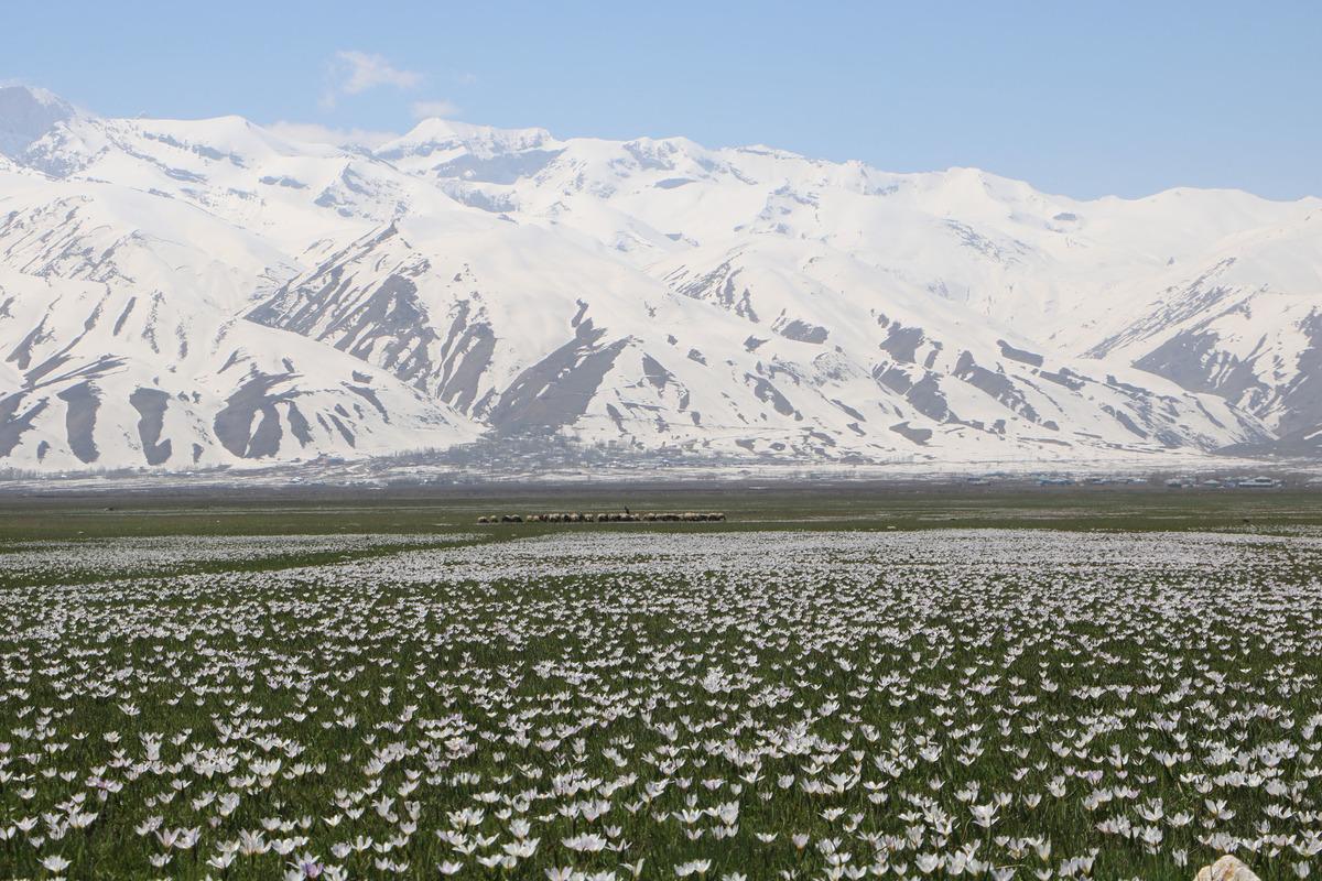 Baharın m&uuml;jdecisi olarak kabul ediliyor! Seyrine doyamayacaksınız