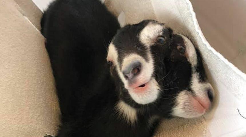 ABD&rsquo;de doğan &ccedil;ift başlı ke&ccedil;i yavrusu şaşırttı!