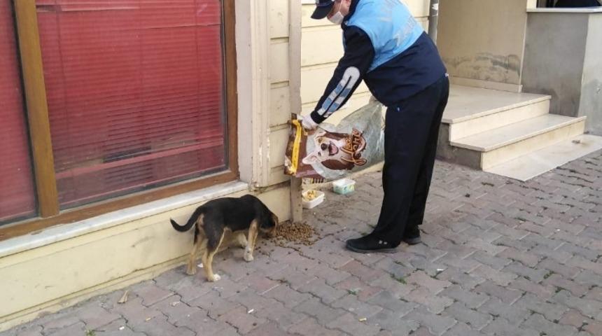 İzmit’te sokak hayvanları aç kalmıyor