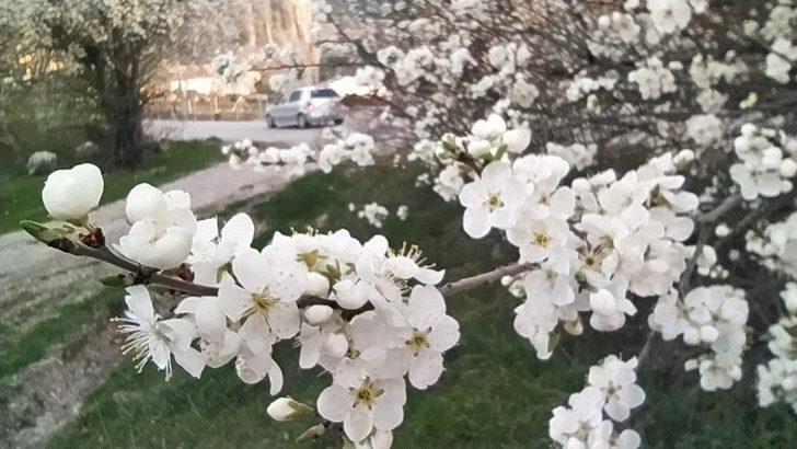 Kütahya’da erik ve baden ağaçları çiçek açtı G1