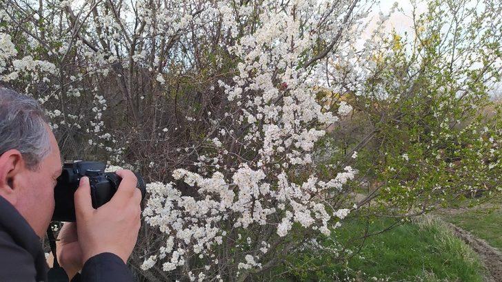 Kütahya’da erik ve baden ağaçları çiçek açtı G2