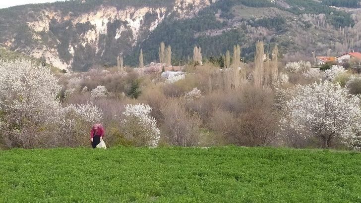 Kütahya’da erik ve baden ağaçları çiçek açtı G3