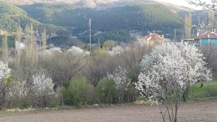 Kütahya’da erik ve baden ağaçları çiçek açtı G4