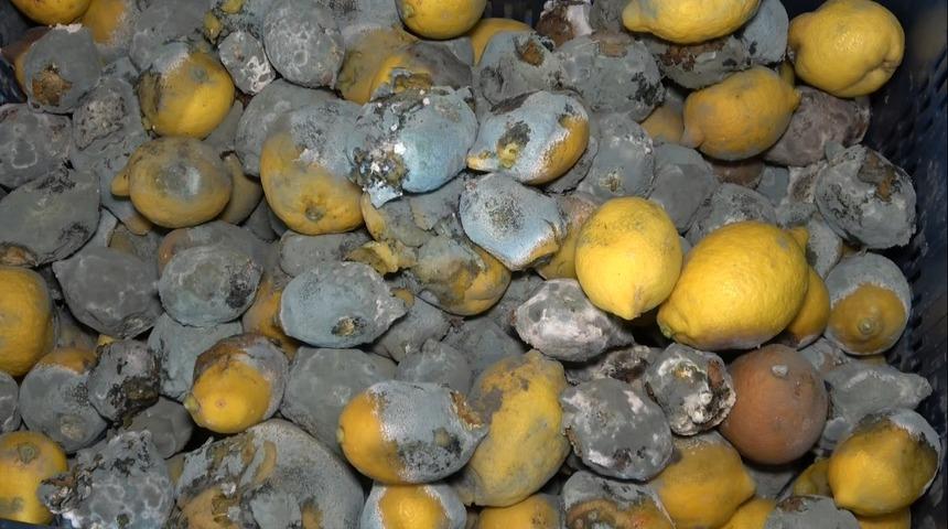 Kilosu 20 TL'ye çıkan limon depolarda çürüyor