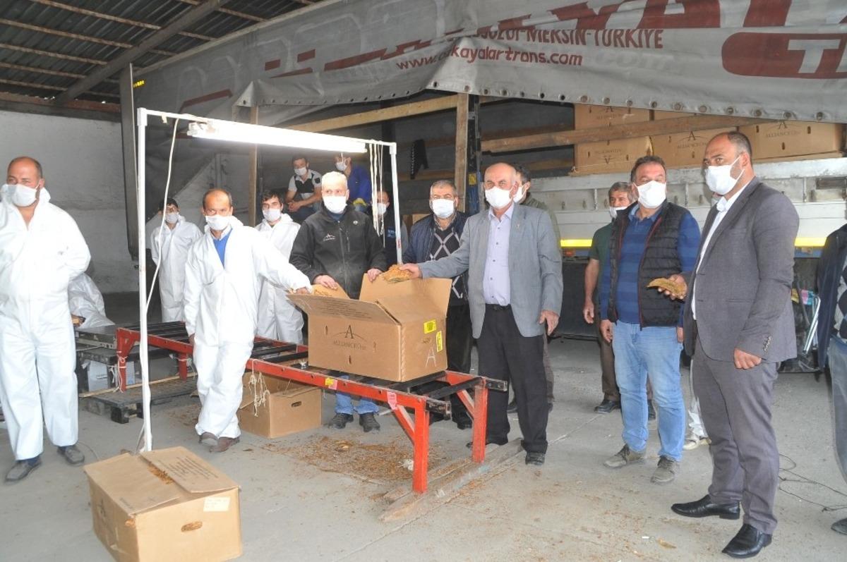 Bafra&rsquo;da t&uuml;t&uuml;n alımları başladı