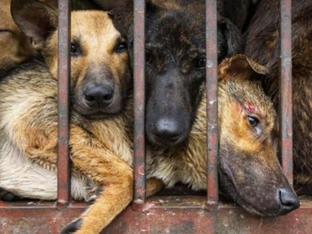 Doktorlar koronavirüs ile savaşabileceğini iddia ettikçe kedi ve köpek eti satışları artıyor