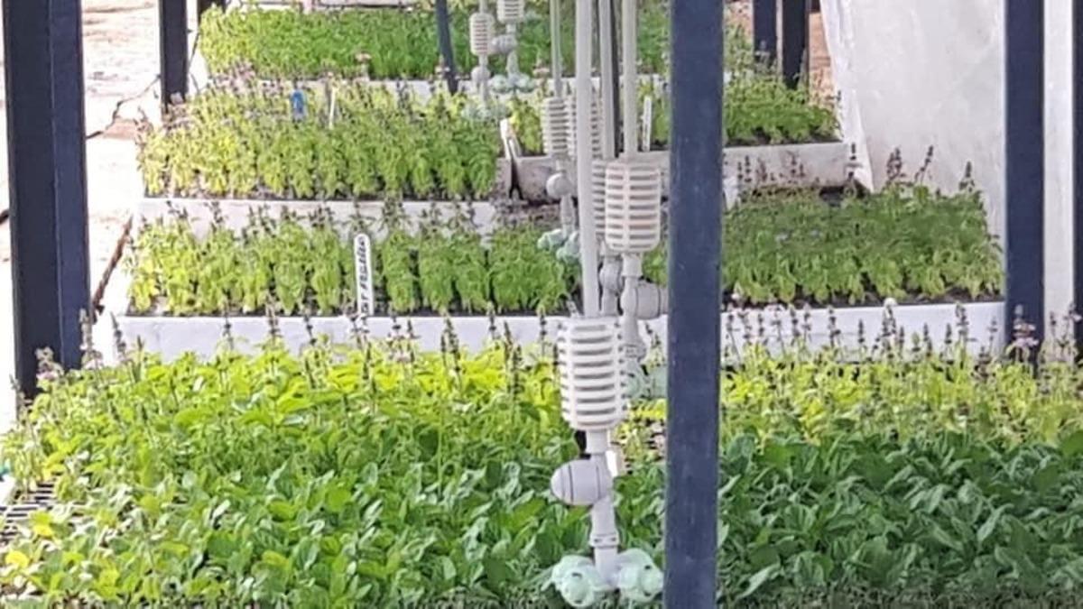 BA&Ccedil;EM&rsquo;in fideleri Milli Botanik Bah&ccedil;esi&rsquo;nde