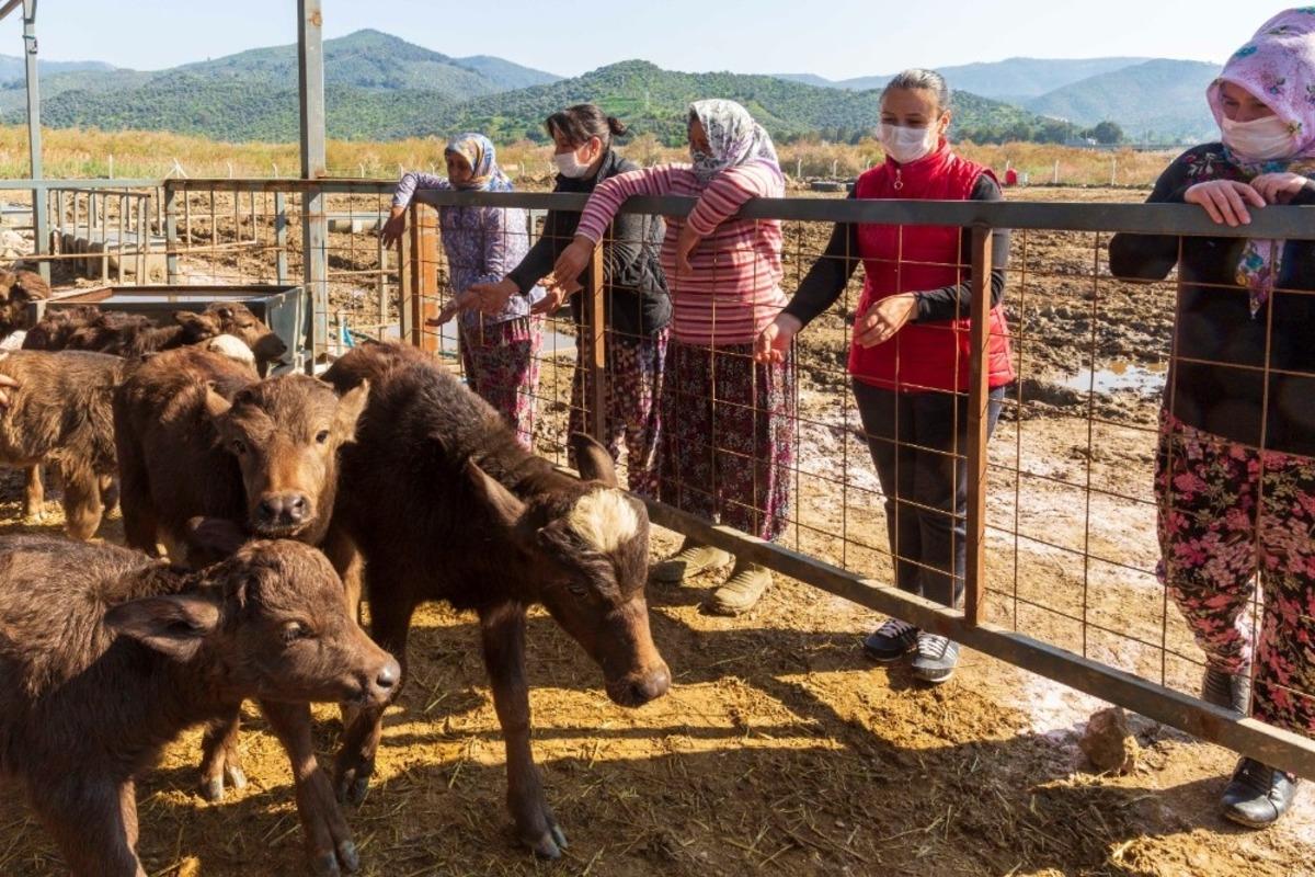 Belediyenin hibe ettiği mandalar 13 yavruyla kadınların y&uuml;z&uuml;n&uuml; g&uuml;ld&uuml;rd&uuml;