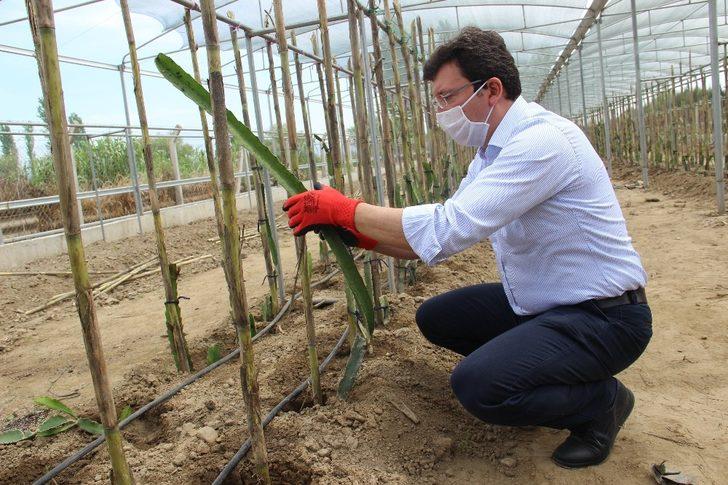 Kaymakam Şahin, hayalini toprakla buluşturdu G1