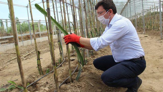 Kaymakam Şahin, hayalini toprakla buluşturdu