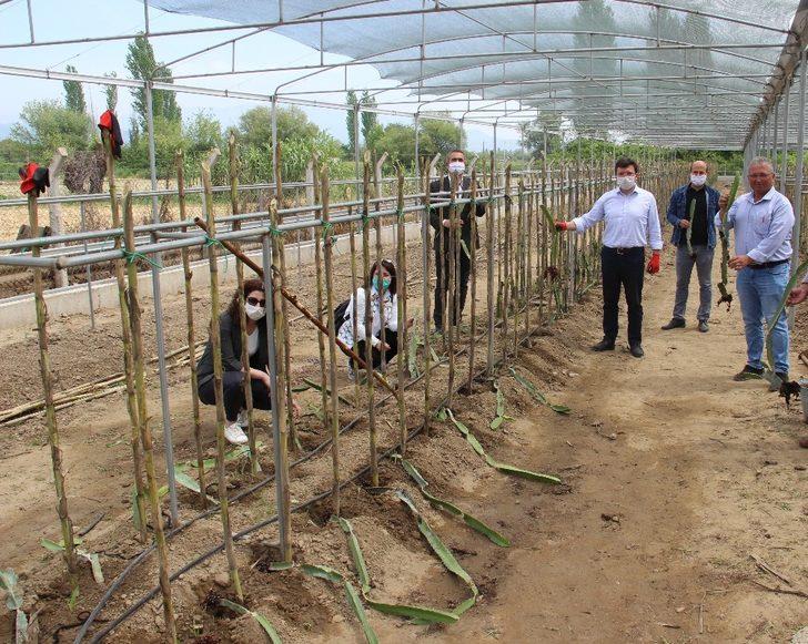 Kaymakam Şahin, hayalini toprakla buluşturdu G2