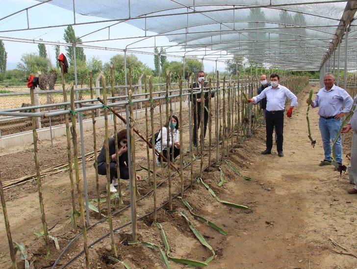 Kaymakam Şahin, hayalini toprakla buluşturdu G3