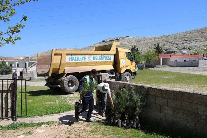 Haliliye kırsalında vatandaşlara fidan dağıtıldı G3