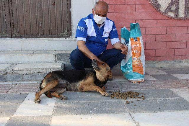 Ceylanpınar’da sokak hayvanları unutulmadı