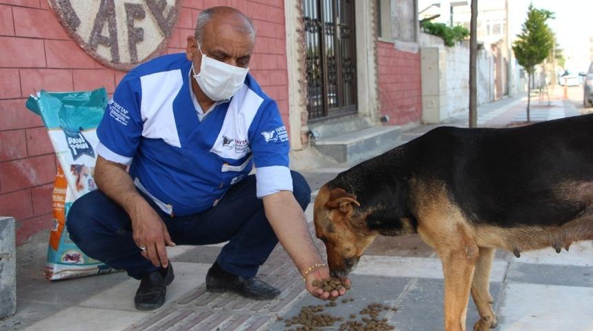 Ceylanpınar&rsquo;da sokak hayvanları unutulmadı