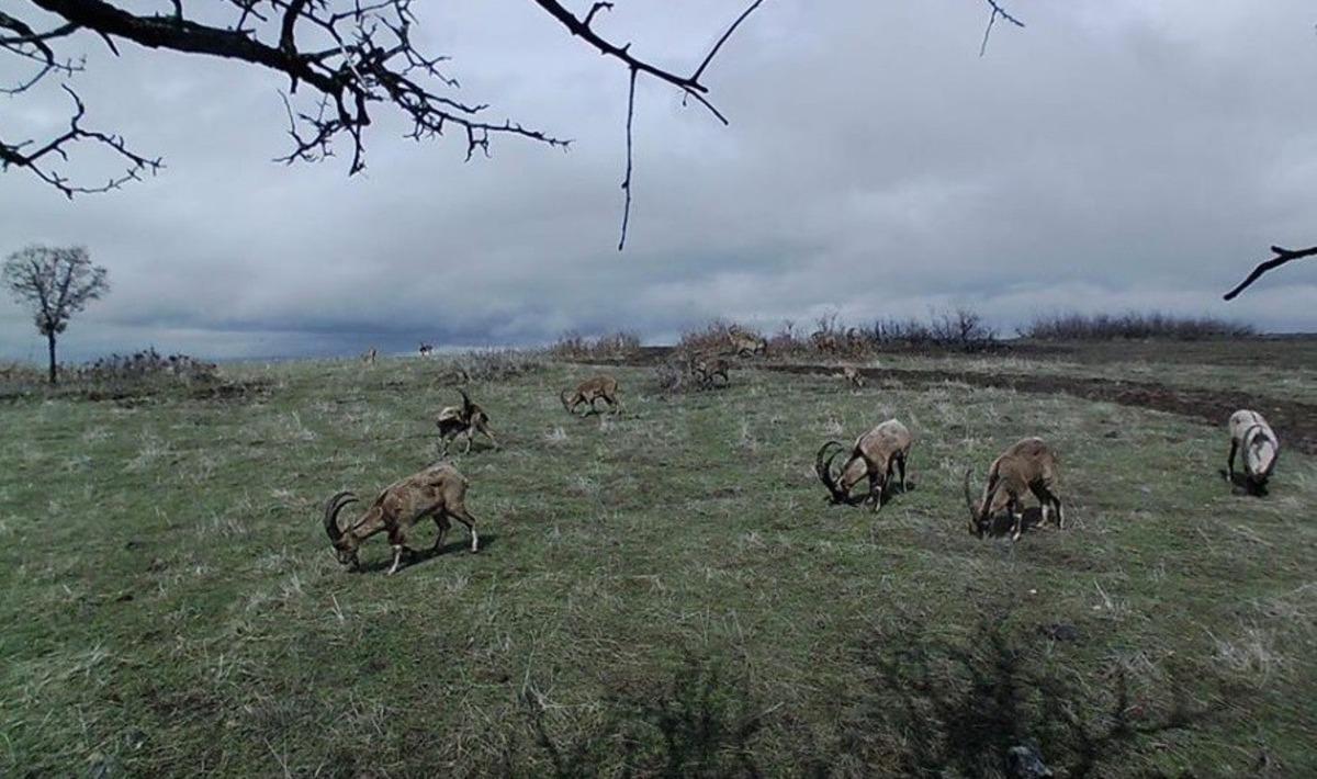 Yaban ke&ccedil;ileri, foto kapanla g&ouml;r&uuml;nt&uuml;lendi