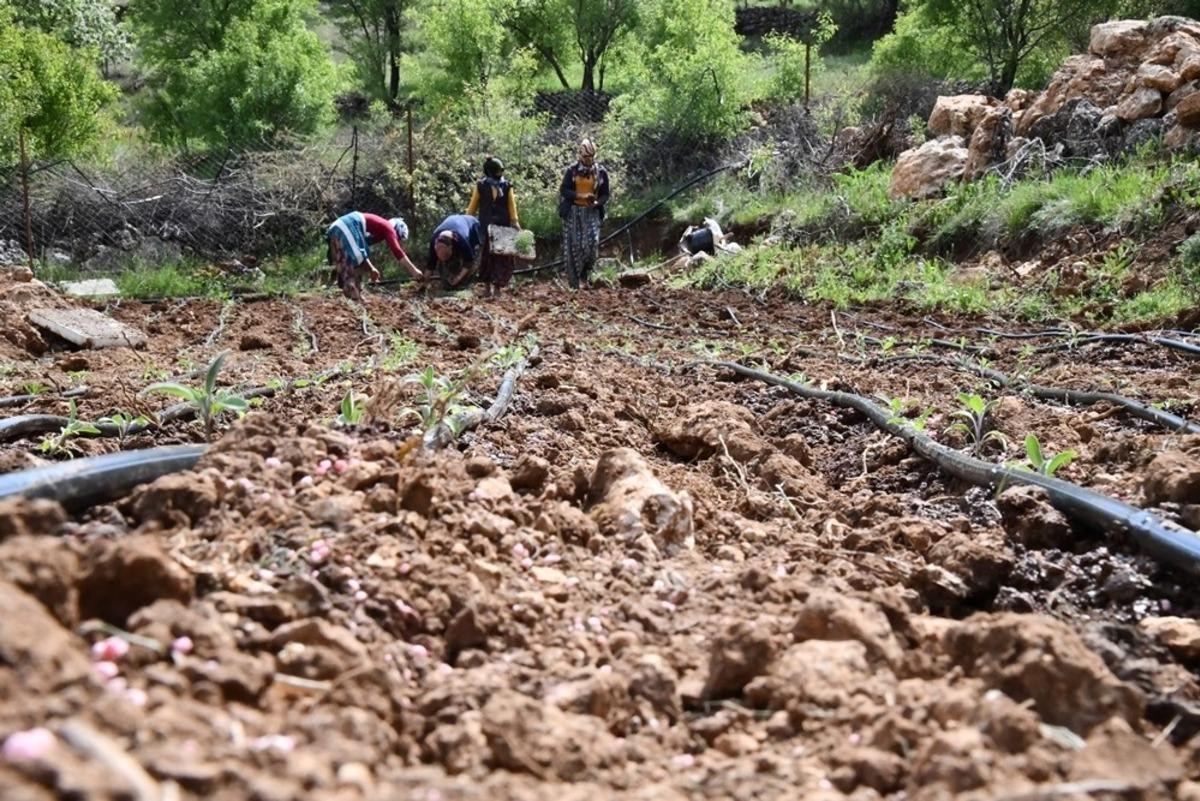 Mardin&rsquo;de kadın &ccedil;ift&ccedil;iler ada &ccedil;ayını toprakla buluşturdu