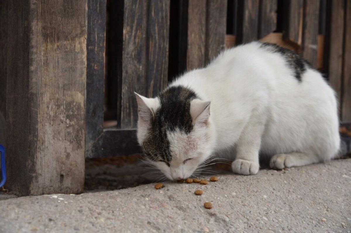 Sel&ccedil;uklu Belediyesi sokak hayvanlarını unutmadı