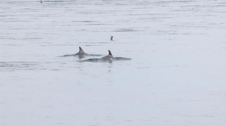Cankurtaran sahilinde yunuslar b&ouml;yle g&ouml;r&uuml;nt&uuml;lendi