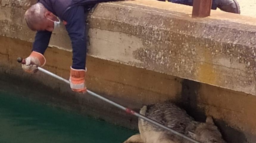 Yoldan ge&ccedil;enler fark etti! Hemen kurtarma ekipleri devreye girdi