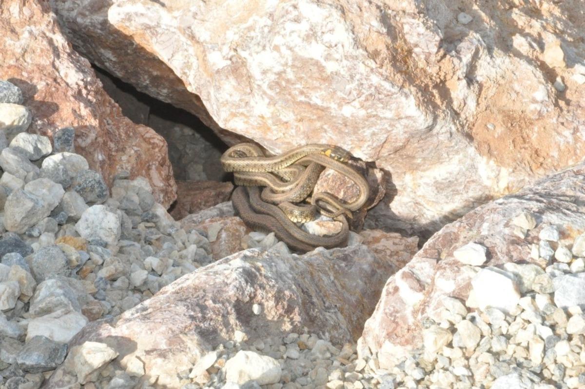 Y&uuml;ksekova&rsquo;da s&uuml;r&uuml; halinde g&ouml;r&uuml;len yılanlar korkutuyor