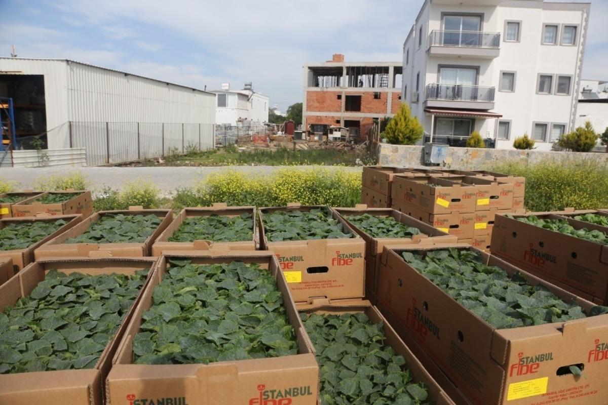 Bodrum Belediyesi korona tarım acil eylem planında ilk adımı attı
