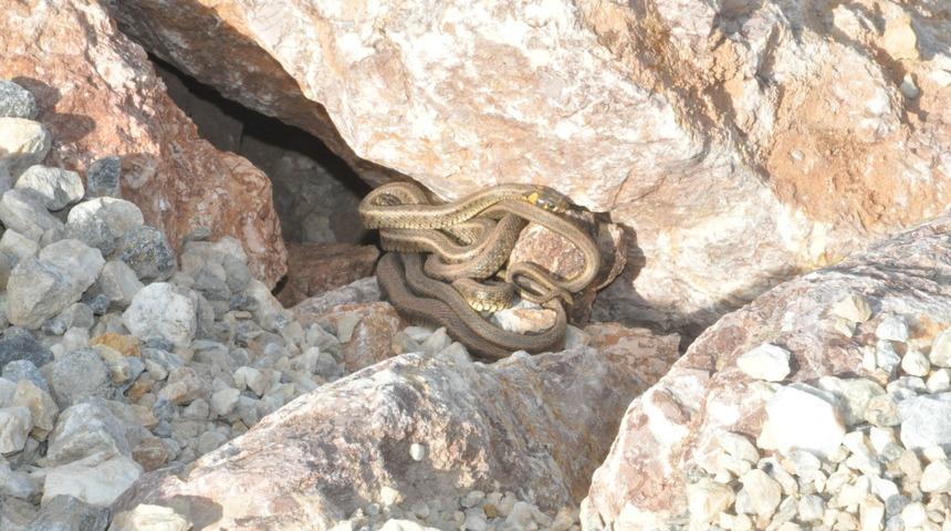 Hakk&acirc;ri&rsquo;nin Y&uuml;ksekova il&ccedil;esinde b&uuml;y&uuml;k panik! Yılan s&uuml;r&uuml;leri...