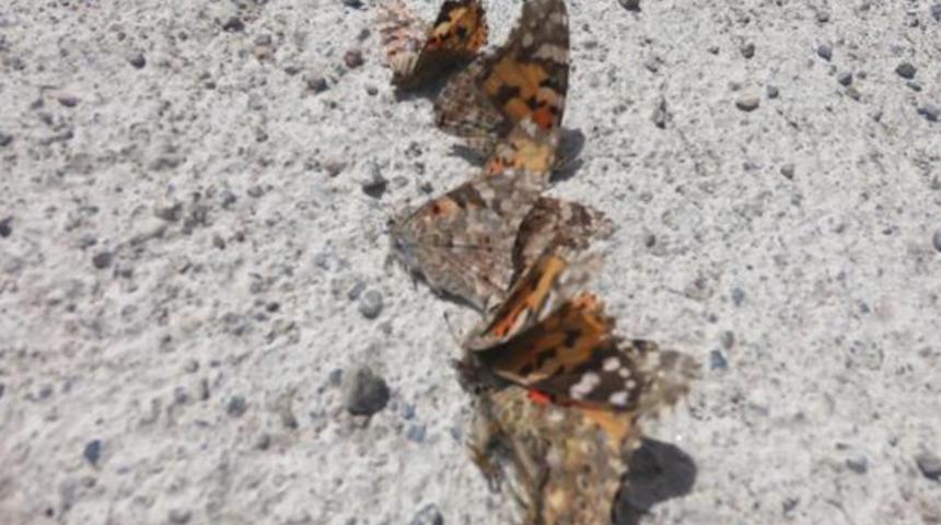 Prof. Dr. Hasan Sevgili'den b&ouml;cek uyarısı: Hazırlıklı olun