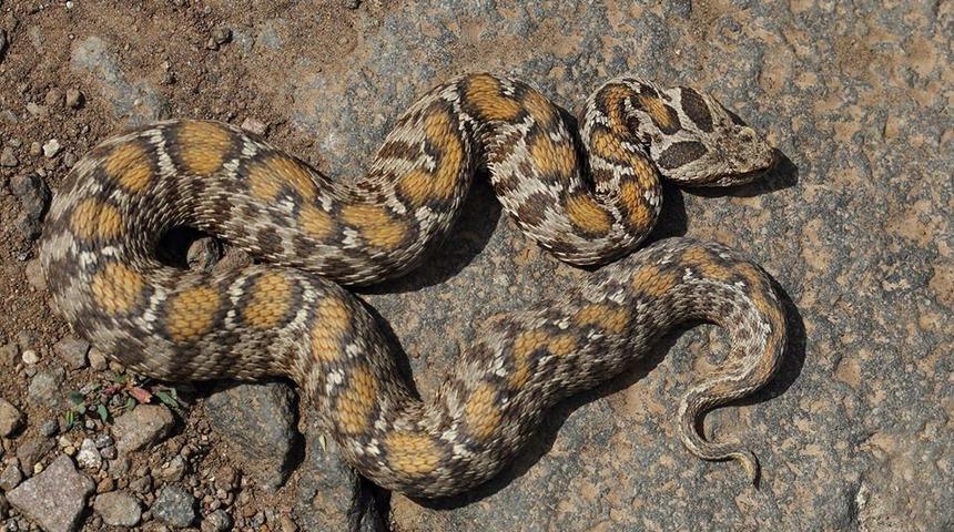 Prof. Dr. Mustafa Sözen'den 'yılanları öldürmeyin' uyarısı! 