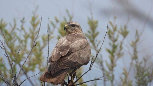 Iğdır’da tür izleme çalışmaları devam ediyor