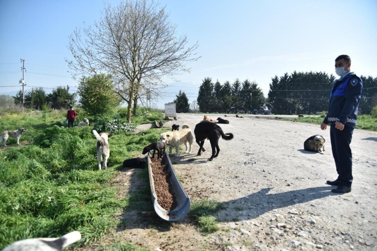 Kartepe&rsquo;nin sokak hayvanları yalnız kalmadı