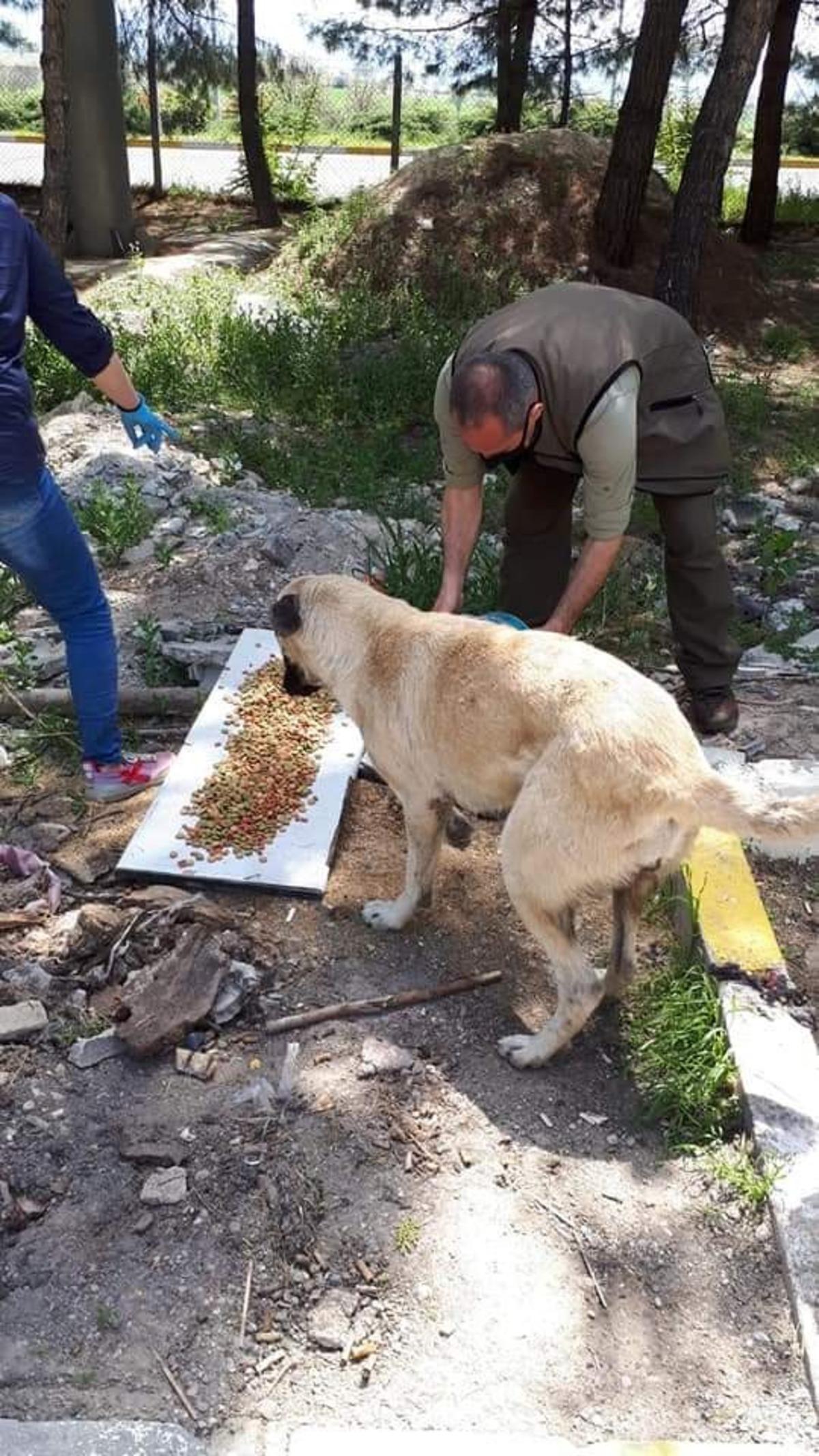 Uşak&rsquo;ta sokak hayvanları unutulmadı