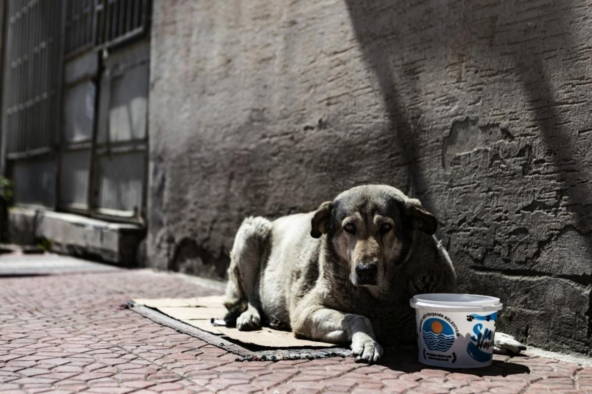 Mersin&rsquo;de korona vir&uuml;s salgını s&uuml;recinde sokak hayvanları unutulmuyor